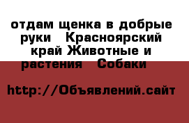 отдам щенка в добрые руки - Красноярский край Животные и растения » Собаки   